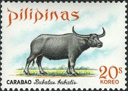 Why Carabao Is The National Animal Of The Philippines 